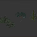 Three Decorative Trees With Green Foliage And Different Branch Shapes On White Background