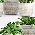 Decorative Potted Plants In White Ceramic Pots With Green Leaves And Yellow Flowers