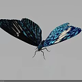 Stunning Blue And White Patterned Butterfly With Vibrant Detailed Wings 3d model