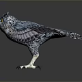 Blue and White Eagle Flying with Spread Wings and Detailed Feathers on Gray Background
