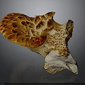 Vibrant Orange And White Mushroom With Detailed Texture And Unique Shape