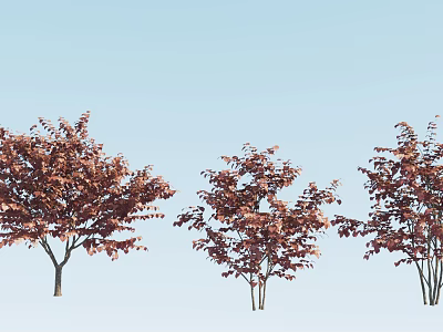 Three Red Leaf Trees Standing Against Light Blue Sky With Vibrant Foliage 3d model