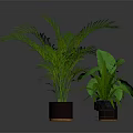 Green Plants with Different Leaf Shapes in Multiple Brown and Transparent Pots Against Dark Background