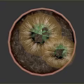 Green Cactus Plant In Orange Textured Pot Against Dark Background