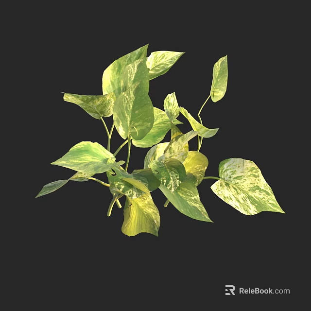 Lush Pothos Plant With Green And White Variegated Leaves On Black Background 3d model 