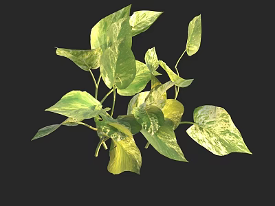 Lush Pothos Plant With Green And White Variegated Leaves On Black Background 3d model