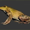 Yellow and Green Spotted Frog Standing on Black Surface With Reflection 3d model