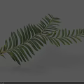 Green Leaf Branch With Slender Leaves And Shadow On Gray Background 3d model