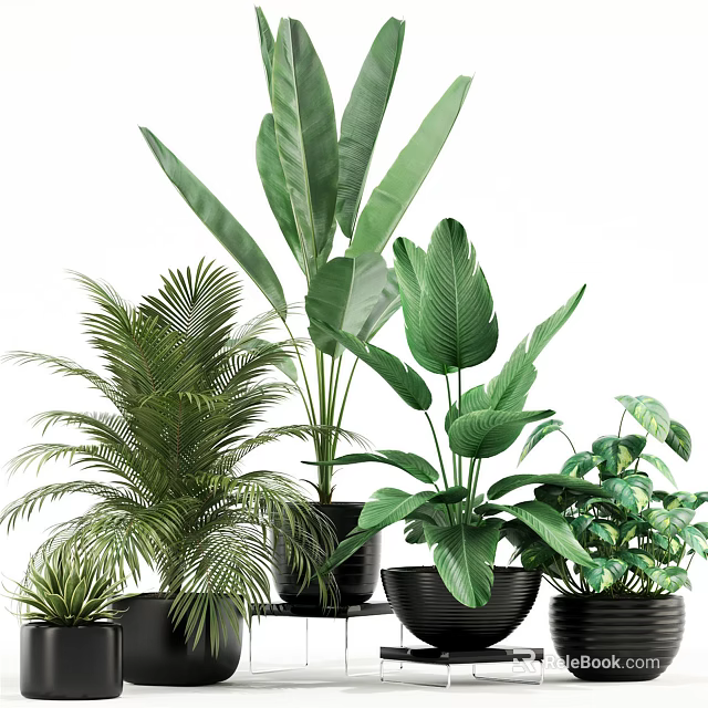 Variety Of Indoor Green Potted Plants With Large Leaves And Black Pots 3d model 
