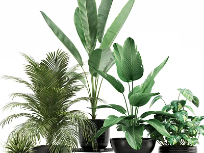 Variety Of Indoor Green Potted Plants With Large Leaves And Black Pots 3d model