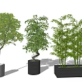 Varied Potted Plants with Fruiting Tree Twisted Foliage and Bamboo in Textured Black Rectangular Planters
