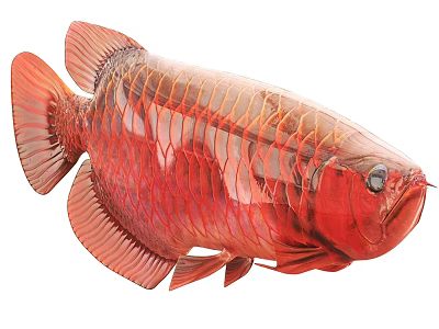 Vibrant Red Arowana Freshwater Aquatic Animal With Shiny Scales And Fins 3d model