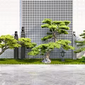 Ornamental Pine Trees In Modern Garden With Grid Wall Stone Decorations And Lawn