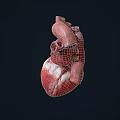 Human Heart Chest Organ Anatomical Structure 3D Rendering Medical Illustration Detailed View