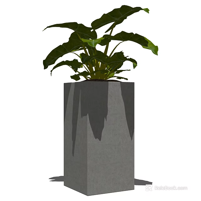 Potted Bonsai Plant With Large Green Leaves In Square Concrete Planter 3d model 