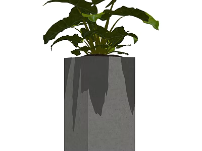 Potted Bonsai Plant With Large Green Leaves In Square Concrete Planter 3d model