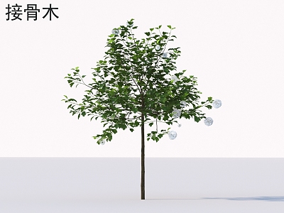 elderflower shrub plants 3d model