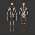 Human Skeleton Limb Organs Anatomical Models Standing Display With Bone Structure 3d model