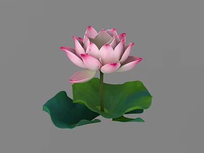 lotus lotus lotus leaf 3d model