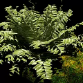 Bonsai Potted Plant With Lush Green Fern Leaves And Natural Stone Decorative Base