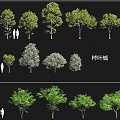 Different Arbor Varieties With Jizhua Maple Coniferous Maple Various Sizes Green Red Leaves