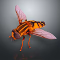 Orange and Black Fly with Transparent Wings and Compound Eyes Displayed Against Gray Background