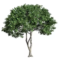 Various Arbor Trees With Weeping Willow And Round Crown Shapes And Green Foliage For Landscaping