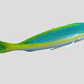 Yellow Snapper Marine Fish 3d model