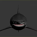 Realistic Gray Shark With Open Mouth And Fins On Smooth Background
