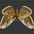 Giant Moth with Brown Yellow and White Patterned Wings Featuring Prominent Eyespots Against Dark Background
