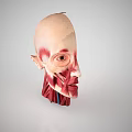 Medical Device Human Head Anatomy Model With Detailed Internal Structures For Medical Education And Training