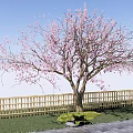Garden Landscape With Pink Blossom Tree Wooden Fence and Brick Pavement