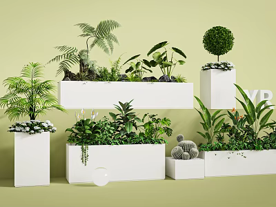 Lush Plant Combinations With Ferns Topiary Balls Succulents In White Planters Against Light Green Wall 3d model