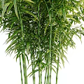 Lush Bamboo Plants With Green Foliage And Stems