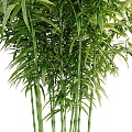 Bamboo Plant Green Plant Bamboo Bamboo Forest Outdoor Bamboo Leaf Leaf 3d model