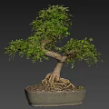 Beautiful Bonsai Plant With Exposed Roots Lush Green Leaves In Square Pot