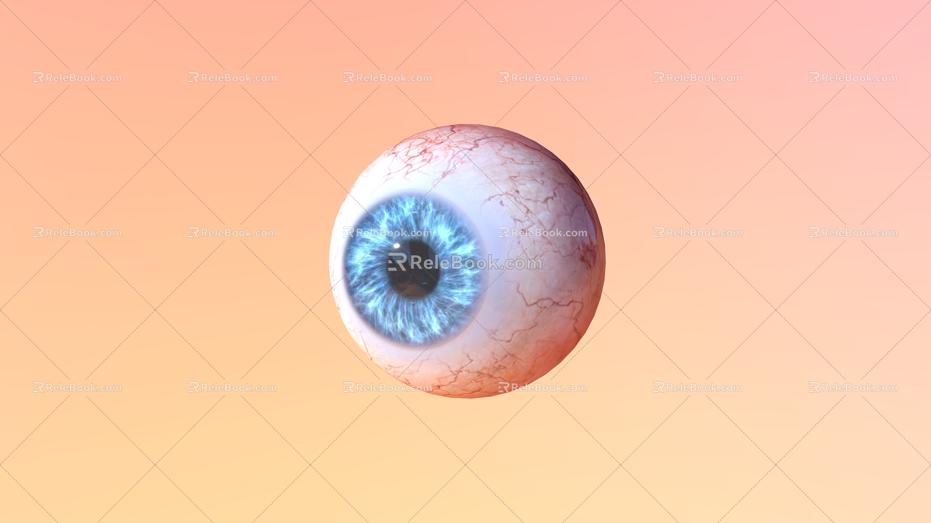 Eyes Eyeball Organs Human Organs 3d model