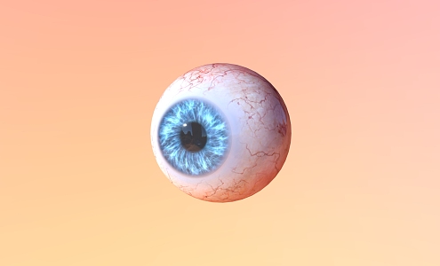 Eyes Eyeball Organs Human Organs 3d model