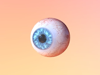 Eyes Eyeball Organs Human Organs 3d model