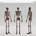 Human Skeleton Anatomical Medical Device Models With Three Angles For Education 3d model