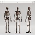 Modern skeleton human skeleton 3d model