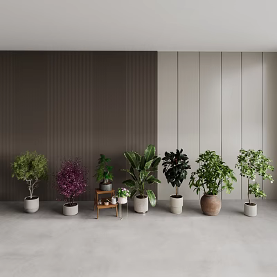 Various Types of Indoor Potted Bonsai Plants with Different Sizes on Floor and Small Tables 3d model