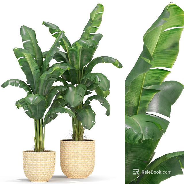 Lush Green Large Leaf Potted Plant In Woven Basket For Indoor Decoration 3d model 