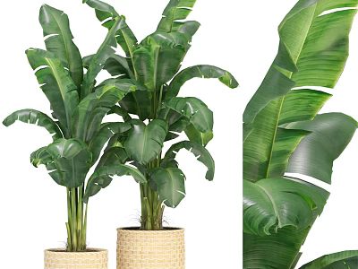 Lush Green Large Leaf Potted Plant In Woven Basket For Indoor Decoration 3d model