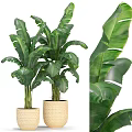 Lush Green Large Leaf Potted Plant In Woven Basket For Indoor Decoration