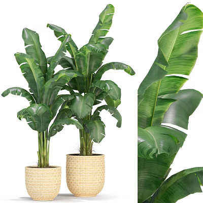 Lush Green Large Leaf Potted Plant In Woven Basket For Indoor Decoration 3d model