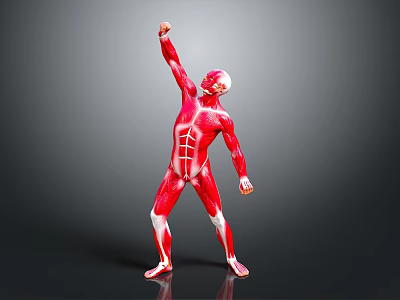 Human Organ Muscle Structure Anatomical Model With Red Muscles White Bones And Raised Arm Pose 3d model