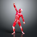 Human Organ Muscle Structure Anatomical Model With Red Muscles White Bones And Raised Arm Pose