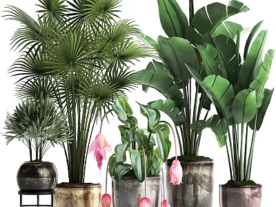 Indoor Potted Plants With Palm Leaves Large Green Foliage Pink Flowers And Decorative Ceramic Pots 3d model