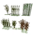 Various Bamboo Species With Different Heights And Green Foliage For Garden Landscaping Design